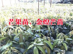 芒果樹苗哪里的好？云南芒果新品種苗哪里有賣？圖2