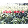 今年木波羅馬來西亞1號小苗價(jià)格%木波1號小苗哪里賣?