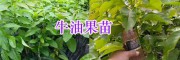 牛油果苗栽培技術(shù)-云南橡膠苗、廣西牛油果種苗