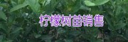 適合廣西、云南種植的香水檸檬/三紅蜜柚苗批發(fā)價