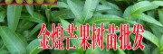 金煌芒果2年苗價格-紅金龍芒果苗供應(yīng)_海南熱帶果苗供應(yīng)信息