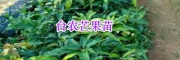 哪里出售臺農(nóng)芒果苗？云南廣西芒果種子-13118971608