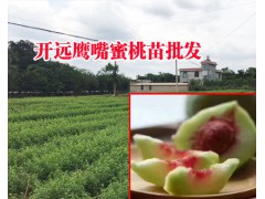 哪里有中華二號冬桃苗_中華2號冬桃苗圖圖2