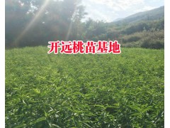 云南冬桃種植技術(shù)&冬桃樹苗基地價格圖2