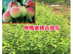 云南冬桃種植技術(shù)&冬桃樹苗基地價格圖3