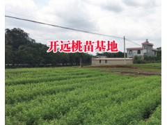 紅河大的冬桃苗基地&云南冬桃種植技術(shù)&冬桃樹苗基地價格圖3