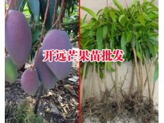 芒果樹苗怎么種問云南開遠(yuǎn)水果苗圃圖1