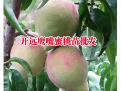 冬桃樹苗+保山冬桃小苗_云南低價(jià)冬桃小苗基地圖1