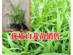 白芨苗批發(fā)_白芨苗價(jià)格_白芨苗多少錢(qián)一株_白芨多少一斤#圖2