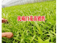 白芨苗批發(fā)_白芨苗價(jià)格_白芨苗多少錢(qián)一株_白芨多少一斤#圖3