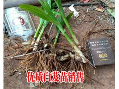 紫花三叉小白芨苗報(bào)價(jià)表_白芨種苗@白芨種苗價(jià)格圖2