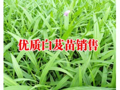 紫花三叉小白芨苗價格和廠家&紫花三叉小白芨苗評價圖2