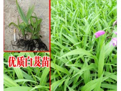 紫花三叉小白芨苗價格和廠家&紫花三叉小白芨苗評價圖3