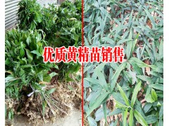 云南優(yōu)質(zhì)白芨苗繁育#紫花三叉大白芨苗*曲靖白芨苗供應(yīng)圖2