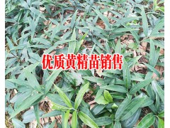 黃精的市場價格_紫花三叉白芨苗2018#三叉紫花白芨好不好種圖2