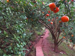 溪晚蘆、沃柑、紅桔樹苗哪里有銷售_云南產(chǎn)地在哪里?圖2