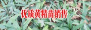 哪里批發(fā)滇黃精小苗#曲靖滇黃精種植技術(shù)指導(dǎo)-云南滇黃精