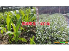 白芨中藥購銷公司#優(yōu)質(zhì)白芨中藥材銷售供應(yīng)圖2