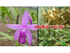 白芨中藥購銷公司#優(yōu)質(zhì)白芨中藥材銷售供應(yīng)圖3