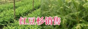 云南哪里紅豆杉苗質(zhì)量好？-保山騰沖學(xué)勝紅豆杉苗圃