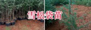 昆明哪里雪松苗多？石林聚緣苗圃雪松樹價格表