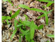 云南白芨苗除草劑/除草效果圖-中藥材白芨除草藥圖1