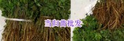 昆明中藥材苗出售：紫花白芨苗&當(dāng)歸苗-螺螄灣藥材種苗