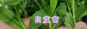 螺螄灣中藥材苗供應(yīng)：紫花白芨苗&當(dāng)歸苗-昆明藥材種苗