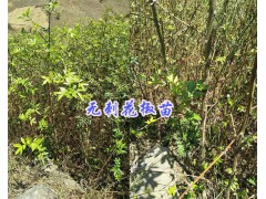 無刺花椒新品種-適合滇西地區(qū)種植_保山花椒苗供應(yīng)圖2