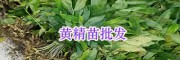 黃精苗怎么種植#昆明哪里出售滇黃精苗-螺螄灣藥材苗信息