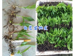 云南三叉白芨組培苗-紫花白芨苗-圖3