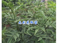 產(chǎn)地麗江無刺花椒/扶貧項目花椒苗供應(yīng)-圖2