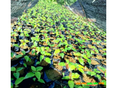 開遠(yuǎn)市綠盛苗木基地紅河榕袋苗/紅河榕袋苗批發(fā)價(jià)格圖2