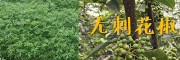 麗江沃柑橘苗-供應(yīng)大理無刺花椒苗_云南柑橘苗無刺花椒苗產(chǎn)地