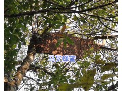 馬叉蜂蜜、薄殼核桃銷售圖2