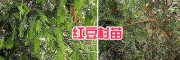 四川紅豆杉小苗批發(fā)#大理紅豆杉苗圃-1-2米紅豆杉