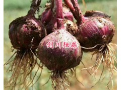 云南蒜苔產(chǎn)地-劍川蒜苔、獨(dú)蒜批發(fā)圖2