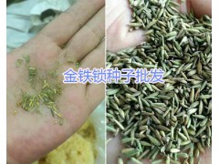 昆明獨(dú)定子多少錢一斤？螺螄灣小白芨苗圖2