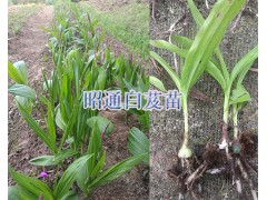 昭通哪里白芨苗多：威信縣扎西鎮(zhèn)白芨苗供應(yīng)基地圖2