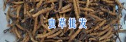 云南哪里產(chǎn)蟲草供應(yīng)-香格里拉蟲草*13628889021