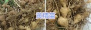 昆明滇黃精種子銷售#滇黃精種苗供應(yīng)—云南六眾生物科技