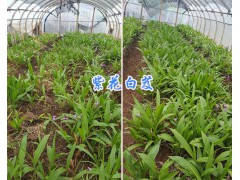 昆明白芨種植全套方法18213402918/紫花白芨基地直銷圖2