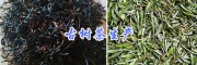 古樹茶云南哪里便宜？紅河縣古樹茶批發(fā)價(jià)_森林純農(nóng)特產(chǎn)品