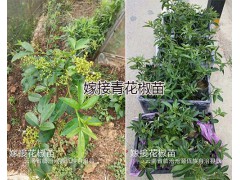 九葉青花椒袋裝苗：云南九葉青花椒苗供應-嫁接青花椒圖3