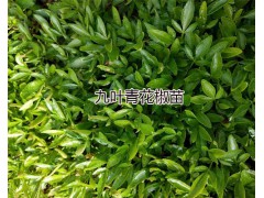 云南臨滄青花椒苗供應(yīng)：新品種嫁接青花椒&九葉青花椒苗圖2