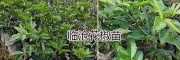 供應大理、普洱、保山青花椒苗：新品種嫁接青花椒&九葉青花椒