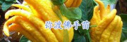 佛手盆栽 優(yōu)質(zhì)佛手袋苗 云佛手樹(shù)苗