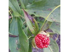 七葉一枝花種子(滇重樓品種)_今年高桿滇重樓種子市場價圖2