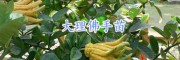 佛手營(yíng)養(yǎng)袋苗 云南佛手盆栽 大理佛手苗銷售