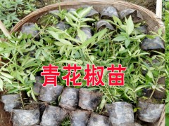 提供重慶|四川貴州云南湖南湖北青花椒苗市場(chǎng)價(jià)格行情圖2